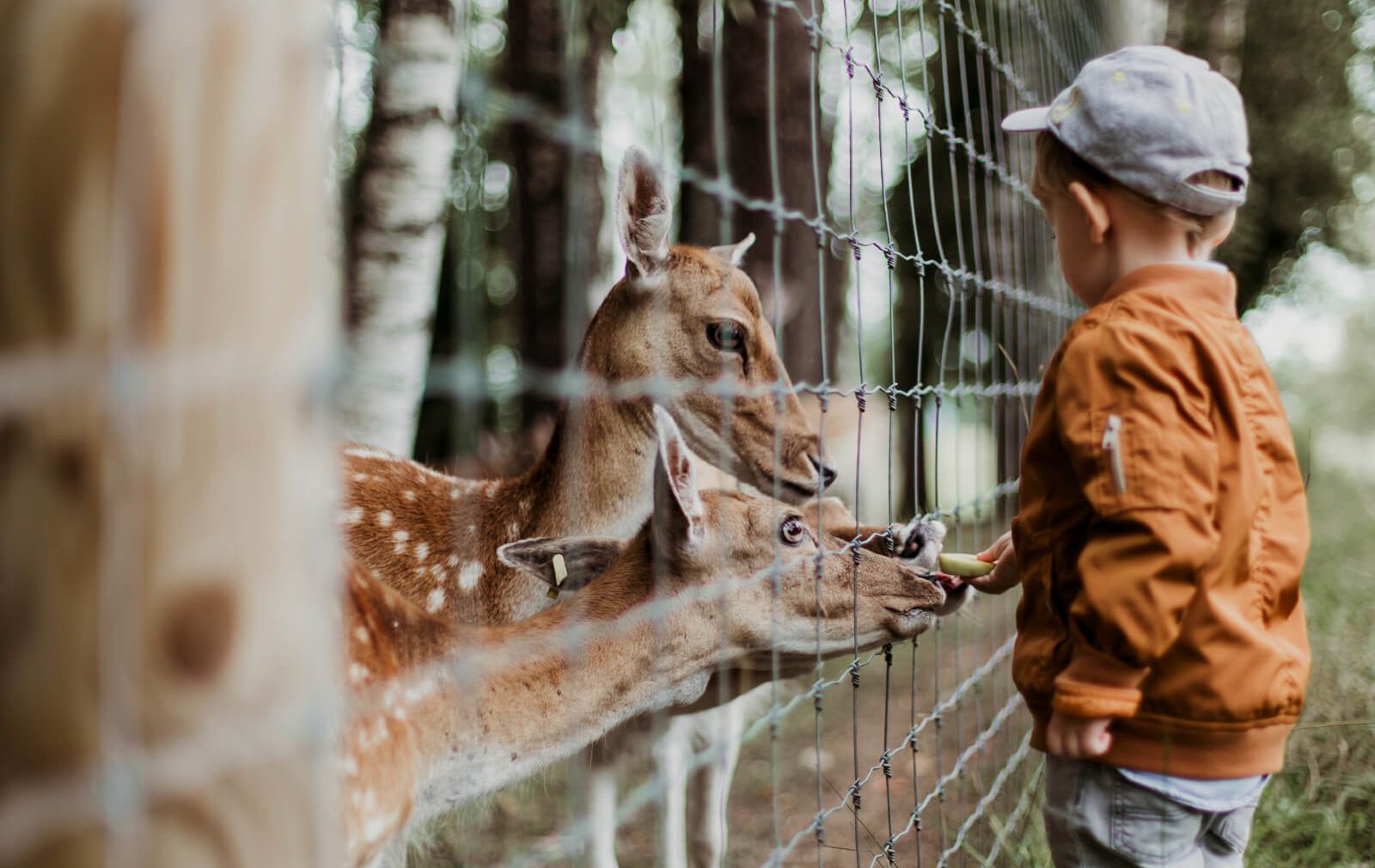 Zoo and wildlife parks